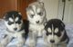 Siberiano husky cachorros