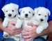 West highland terrier cachorros