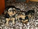 4 encantadores cachorros lindos de yorkshire terrier del muchacho