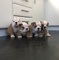 Bulldog inglés cachorros - Foto 1