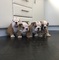 Bulldog inglés cachorros