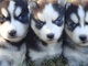 Cachorritos husky siberiano