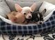 Cachorros de chihuahua adorable para adopción