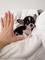 Cachorros de chihuahua adorable para adopción - Foto 3