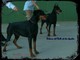 Cachorros dobermann alta calidad - Foto 1
