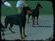 Cachorros dobermann alta calidad