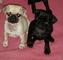 Cachorros pug para adopción - Foto 1