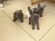 Gratis 3 encantadores cachorros bulldog francés