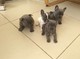 Gratis 3 encantadores cachorros bulldog francés