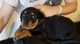 Gratis 7 perritos alemanes del Rottweiler - Foto 1