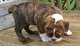 Gratis Bulldogs ingleses registrados saludables - Foto 1