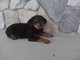 Gratis Cachorro Rottweiler alemán - Foto 1