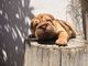 Gratis Cachorro shar pei apricot listo - Foto 1