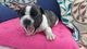 Gratis Cachorros Bulldog frances disponibles - Foto 1