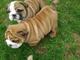 Gratis cachorros de bulldog inglés entrenados disponibles