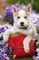 Gratis Cachorros de Husky siberiano de raza pura - Foto 1