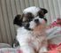 Gratis calidad akc shih tzu cachorros