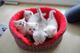 Gratis gatitos britanicos del shorthair para el regalo de la nav - Foto 1