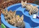 Gratis gatitos Savannah masculinos y femeninos disponibles - Foto 1