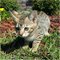 Gratis gatos savannah f1-f4 disponibles