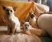Gratis Gatos siameses conmovedores Gatitos siameses para la adop - Foto 1