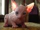 Gratis GCCF registrado Mujer Sphynx gatitos - Foto 1