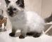 Gratis Lindo gatito de Ragdoll Hombre - Foto 1