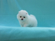 Gratis Pequeño, blanco, hielo, blanco, pomeranian, perrito, hembr - Foto 1