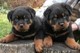 Gratis rottweiler cachorros disponible