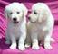 Hermoso Golden Retriever cachorros disponibles - Foto 1