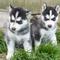 Microchip cachorros husky siberiano