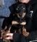Perrito de dachshund de pelo liso en miniatura de 1 chico. color