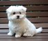 Quiero adoptar perro maltes toy o husky siberiano cachorro gratis - Foto 1