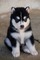 Quiero adoptar perro maltes toy o husky siberiano cachorro gratis - Foto 2
