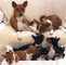 Regalo basenji cachorros listo