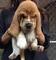 Regalo basset hound cachorros