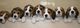 Regalo beagle cachorros tri color hembritas y machitos - Foto 1