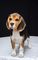 Regalo beagle macho TRICOLOR - Foto 1