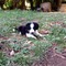 Regalo border collie cachorros listo