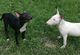 Regalo bull terriers con fca