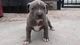 Regalo cachorro pitbull blue atigrado macho - Foto 1