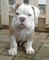 Regalo cachorros bulldog americano