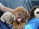 Regalo cachorros dogue de bordeaux