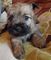 Regalo cairn terrier cachorros