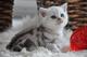 Regalo gatitos asian para adopcion libre gratis - Foto 1