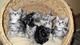 Regalo gatitos para adopcion libre - Foto 1