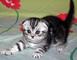 Regalo gatitos siberiano para adopcion libre - Foto 1