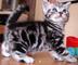 Regalo gatitos siberiano para adopcion libre