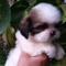 Regalo shih tzu cachorros listo