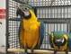 1 year 6 month old hand reared extremely tame blue and gold macaw